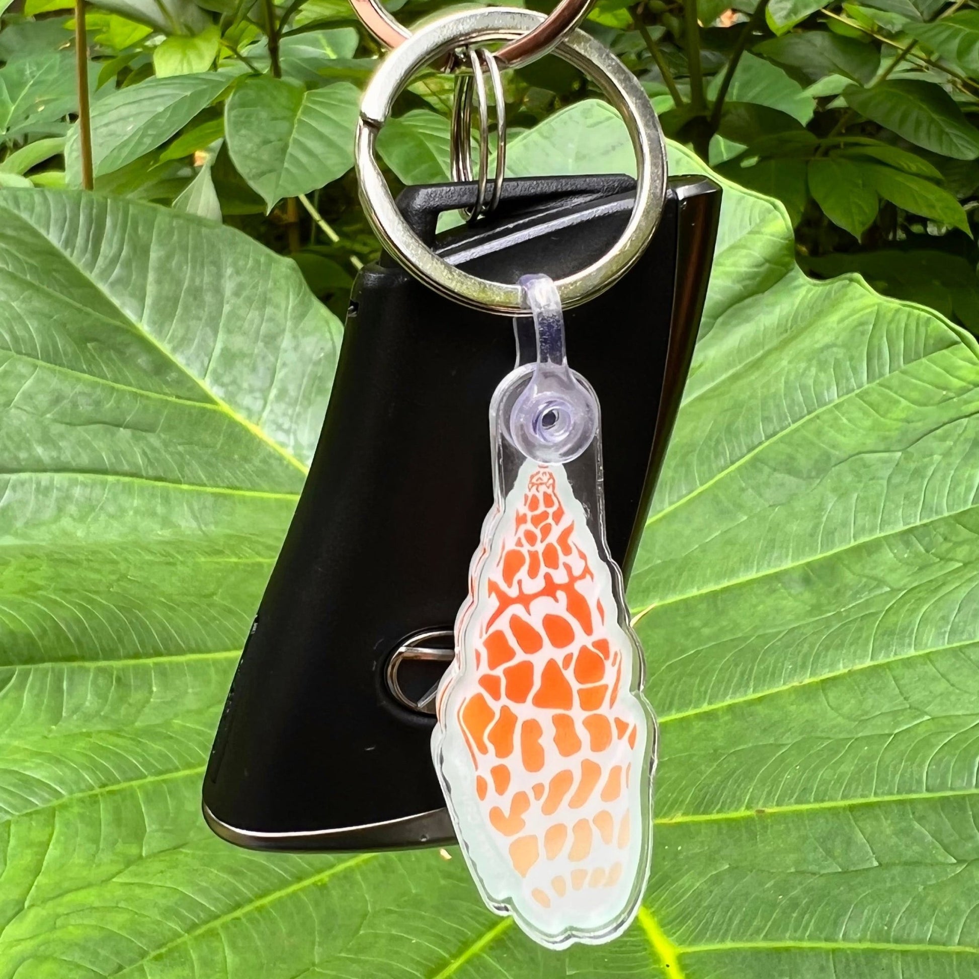 Miter Shell Key Chain - Kahakai Collections